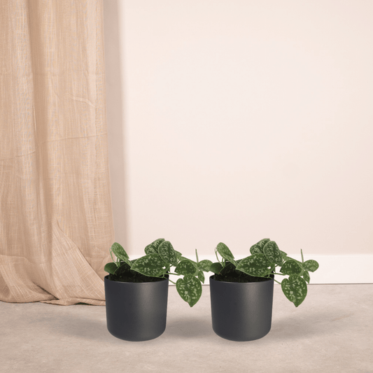 2x Scindapsus Pictus – Elegante Kletterpflanzen 15cm