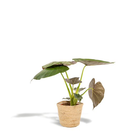 Alocasia Wentii Ø19cm – Elegantes Elefantenohr mit Korb Selin