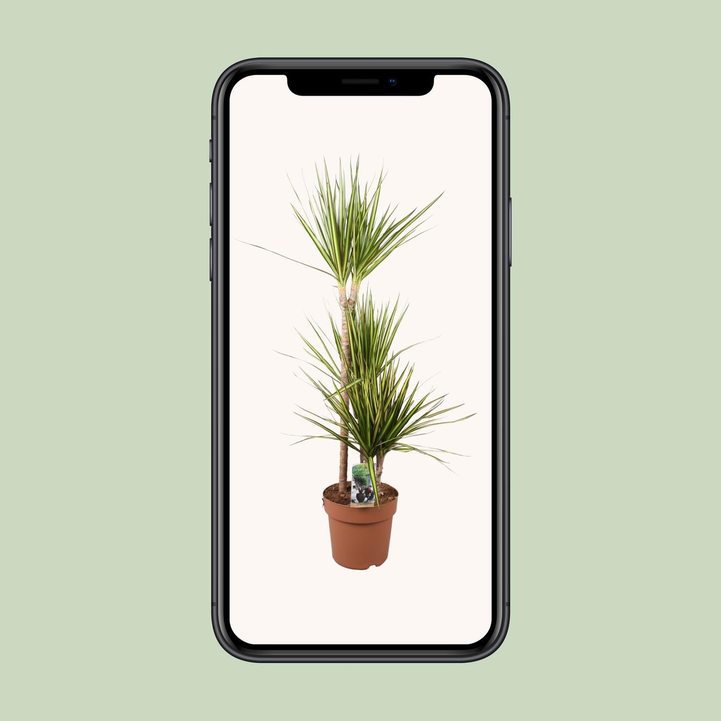 Dracaena Marginata Sunray – Pflegeleichter Drachenbaum Ø21cm