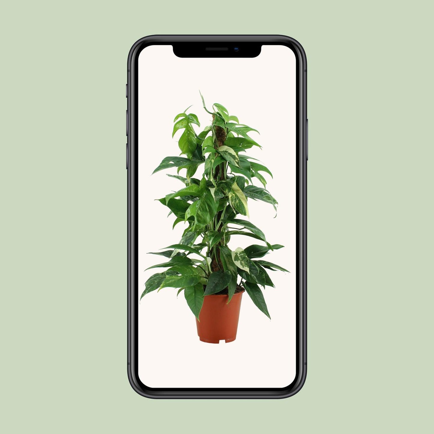 Epipremnum Pinnatum Variegata – Pflegeleichter Goldener Efeu Ø19cm