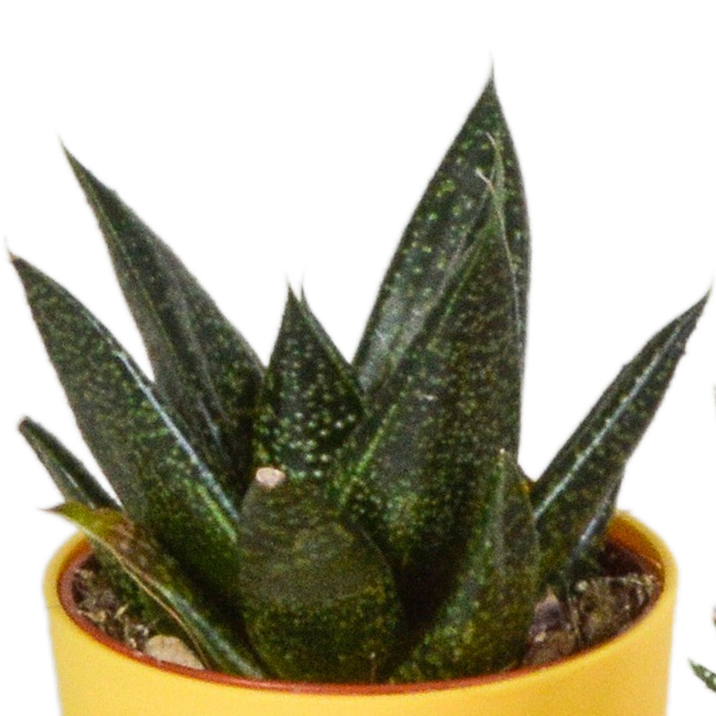 Gasteria & Haworthia Mischung im farbigen Topf 5x 5,5cm