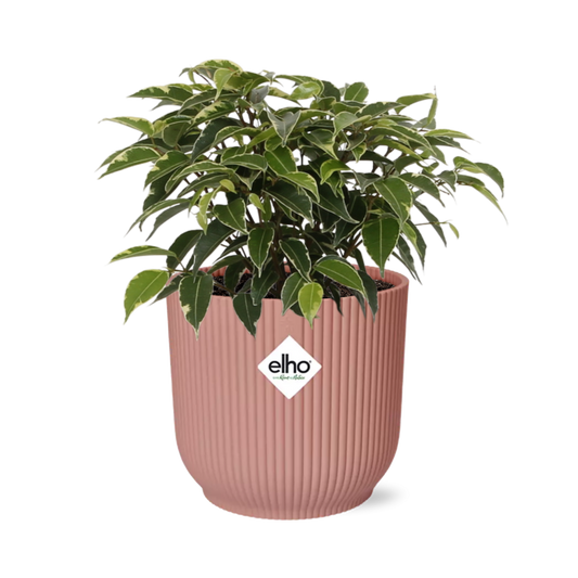 Ficus Benjamina Kinky im ELHO Vibes Fold 14cm Topf rosa