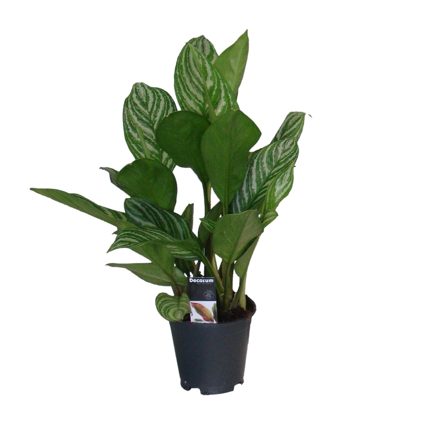 Aglaonema Stripes – Pflegeleichte Zimmerpflanze Ø17 cm