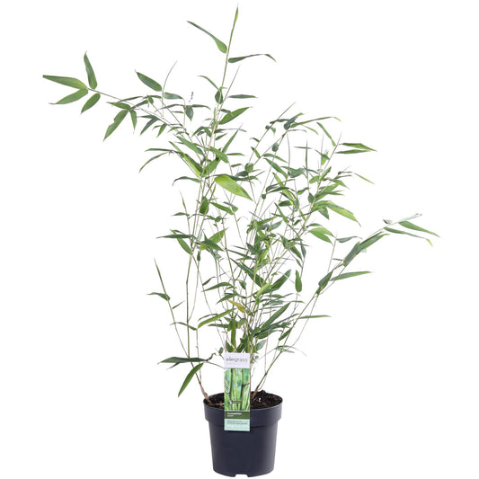 Phyllostachys 'Bissetii' Bambus – Ø14cm Topf, ca. 40cm hoch