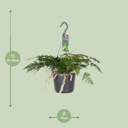 Humata Tyermannii – Bärenfußfarn Ø17cm, 30cm hoch