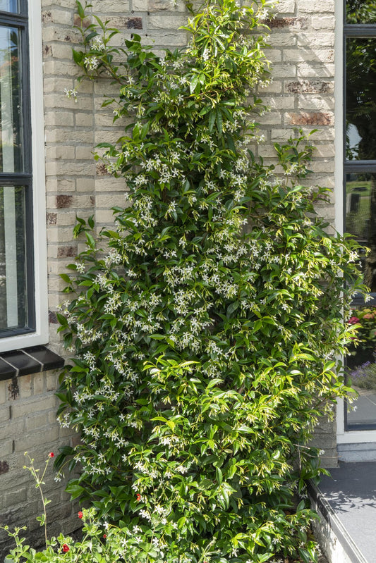 2x Trachelospermum 'Star of Venice' – Duftende Kletterpflanzen Ø15cm