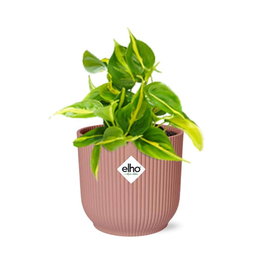 Philodendron Scandens ‘Brasil’ im ELHO Vibes Fold 14cm Topf rosa