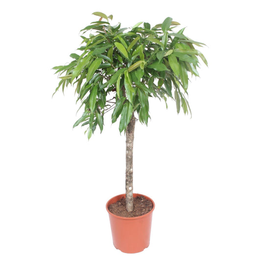 Ficus Amstel King – Elegante XXL Zimmerpflanze 130 cm
