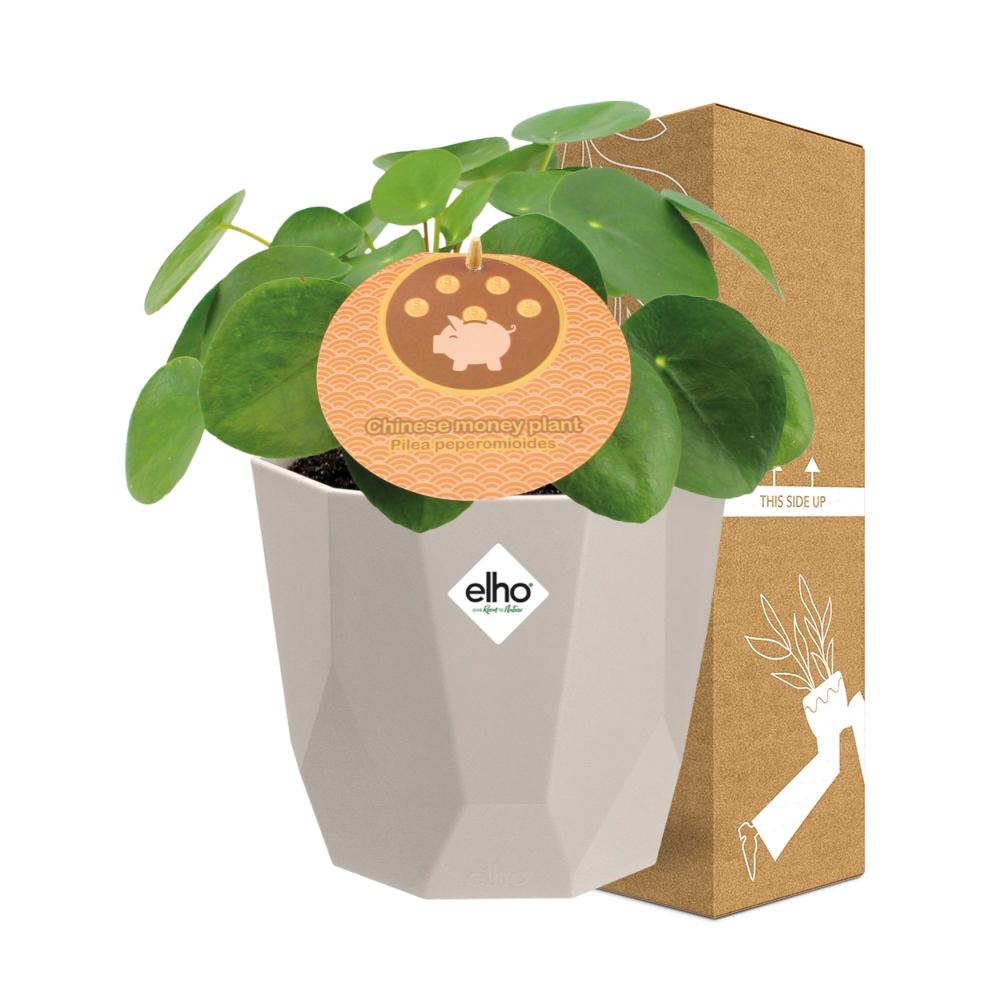 Pilea Peperomioides 12 cm in ELHO b.for rock Topf warm grey