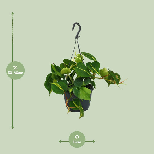 Philodendron Scandens Brasil – Pflegeleichte & stilvolle Zimmerpflanze Ø15cm