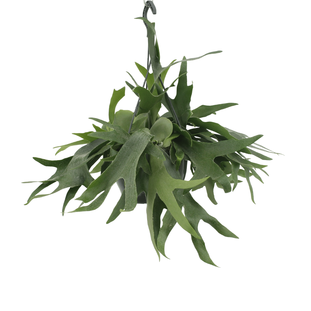 Platycerium Hertshoorn Geweihfarn Ø21cm, Hängend bis 50cm