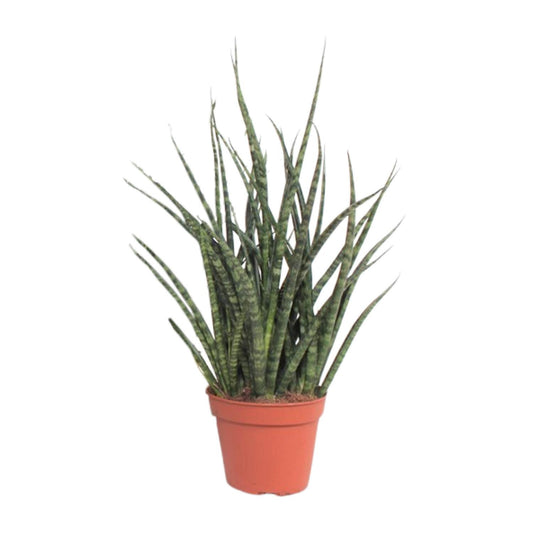Sansevieria Fernwood Punk – Pflegeleichte Schwiegermutterzunge Ø12cm