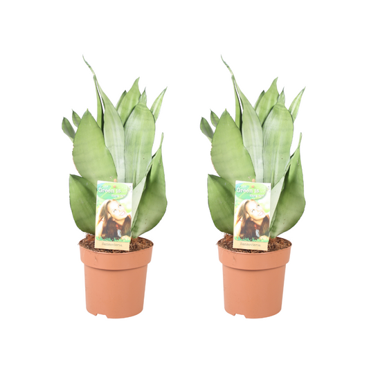 Sansevieria Moonshine – 2er Set, Ø14 cm, ca. 40 cm hoch