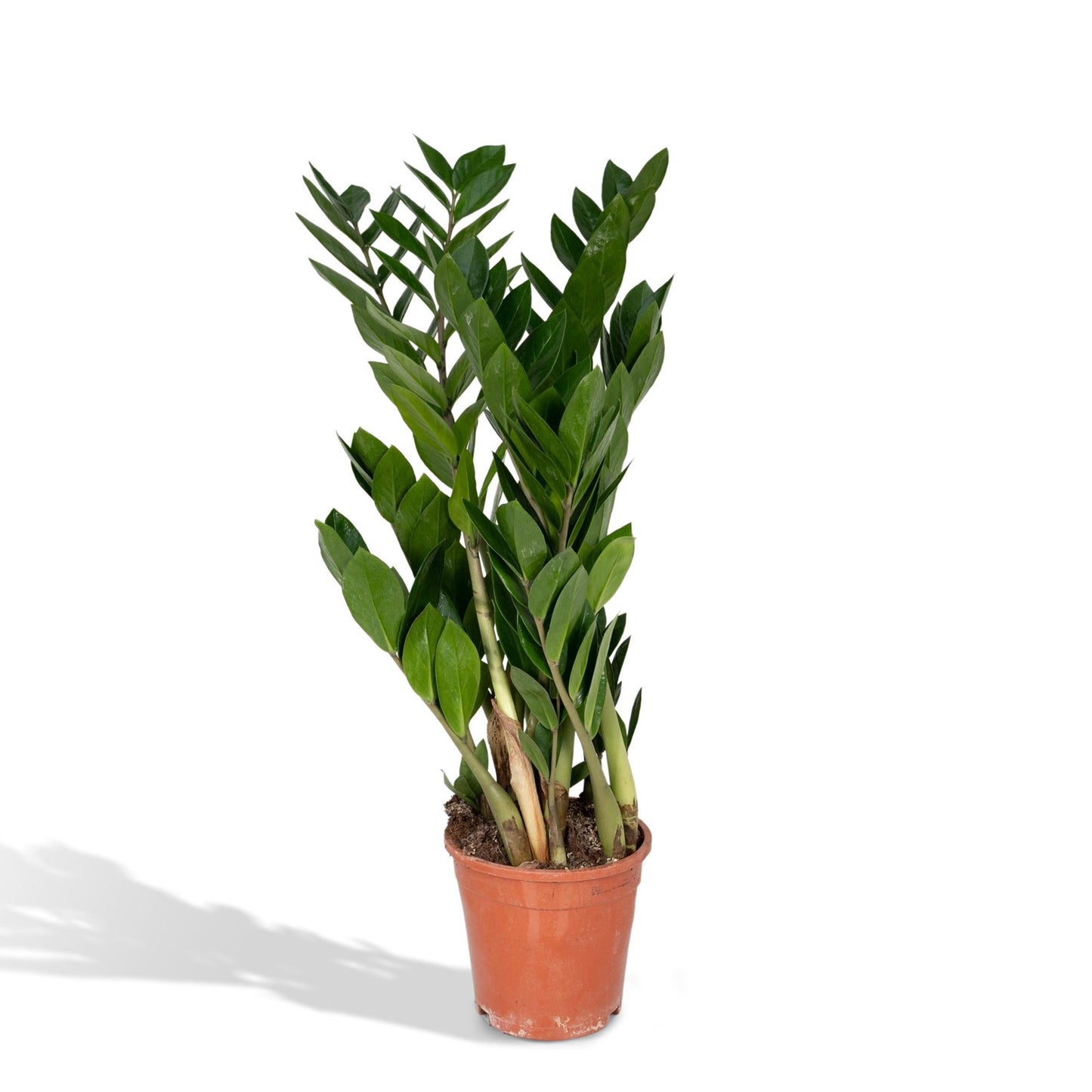 Zamioculcas Zamiifolia – Pflegeleichte Zimmerpflanze Ø17cm