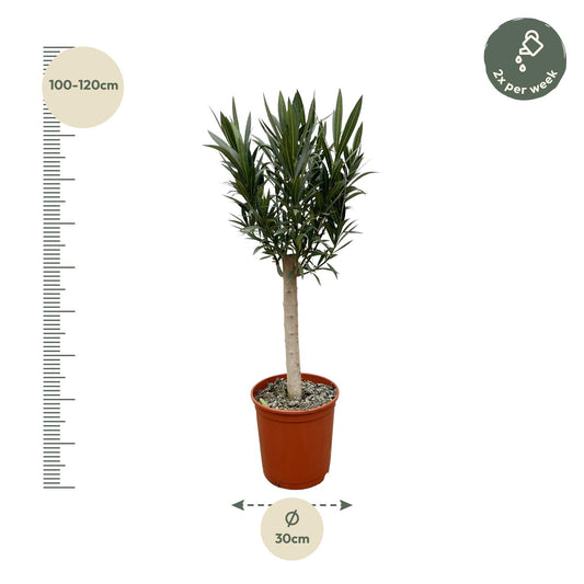 Nerium Oleander Stamm mit rosa Blüte – 110 cm – Ø 22 cm