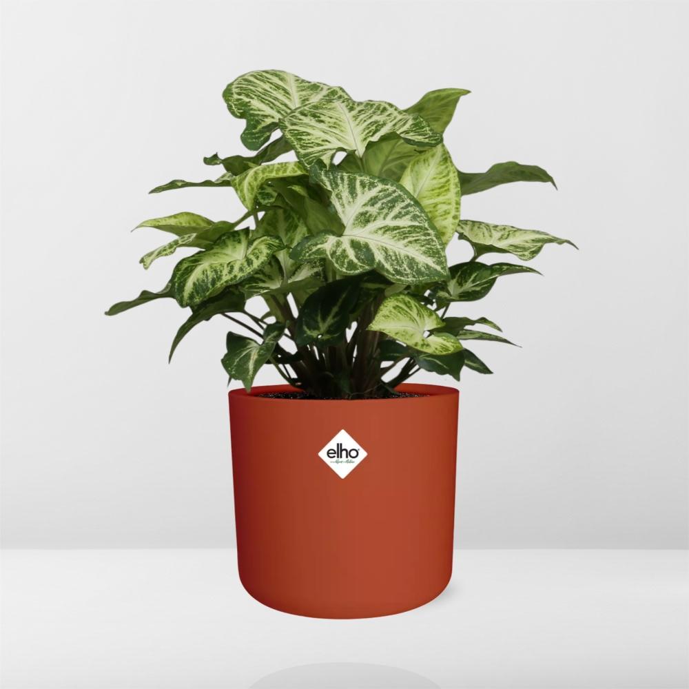 Syngonium Arrow – Pflegeleichte Zimmerpflanze im ELHO b.for soft Rond 14cm Topf