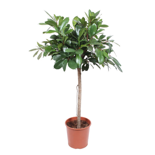 Ficus Cyathistipula – Glänzende XXL Zimmerpflanze 150 cm