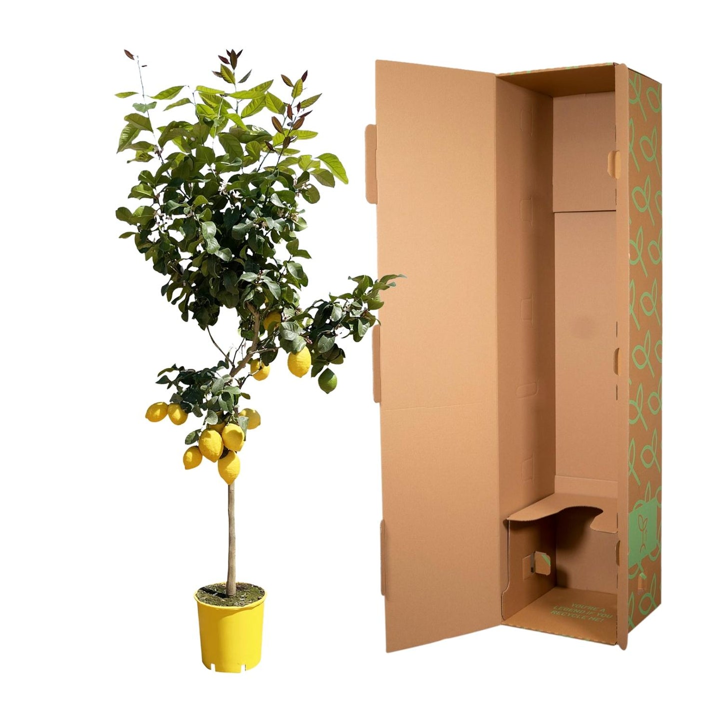 Zitronenbaum - 150 cm - pflegeleicht & dekorativ