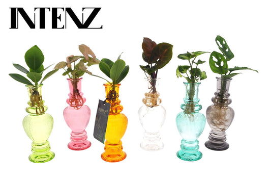 Zimmerpflanzen Mix in Venice Glas – 6er Set Ø7cm