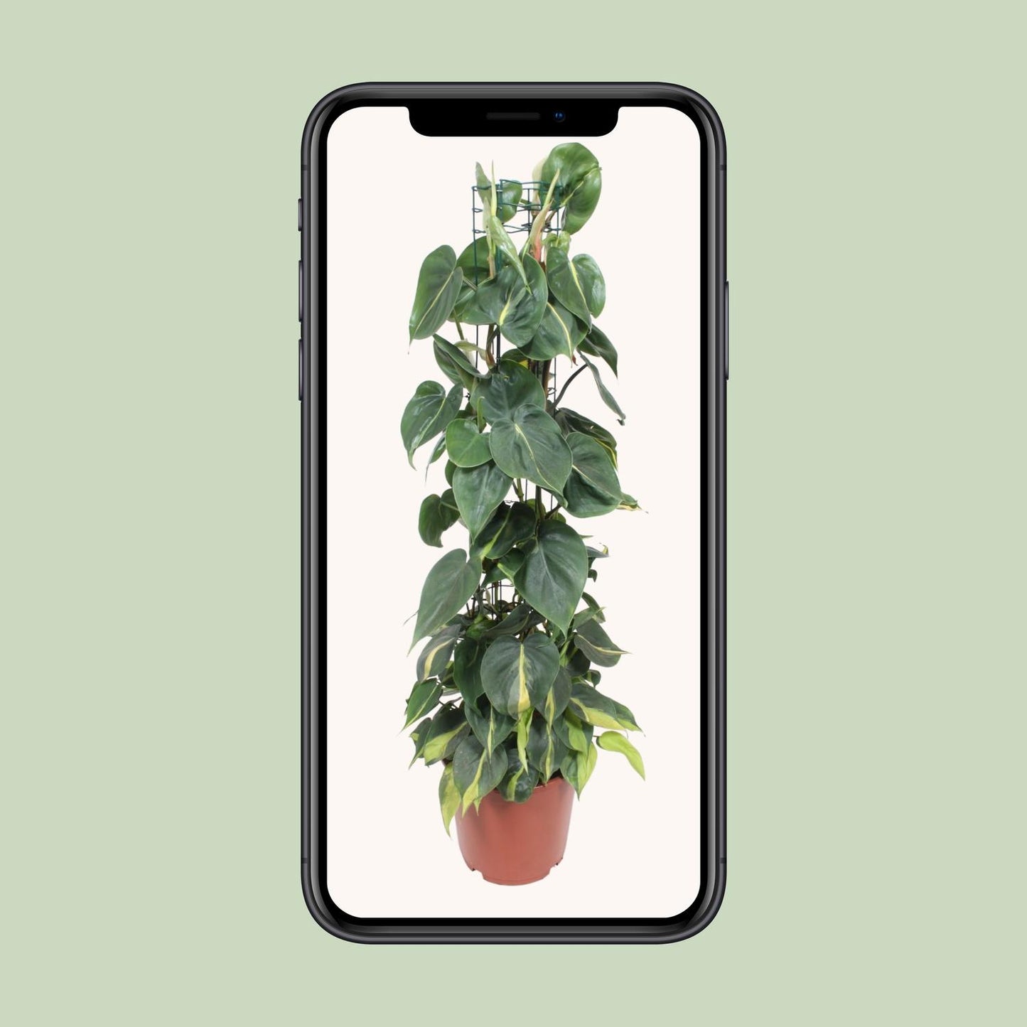 Philodendron Scandens Brasil – Pflegeleichter Herzblatt-Philodendron Ø24cm