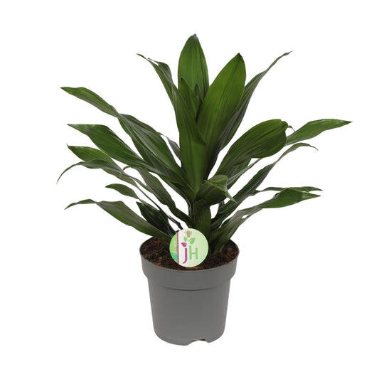 Dracaena Fragrans Grün – Pflegeleichte Zimmerpflanze Ø17cm