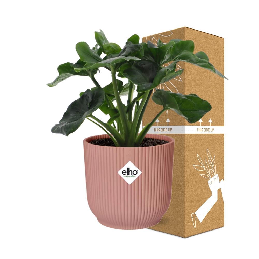 Philodendron Atom im ELHO Vibes Fold 14cm Topf rosa
