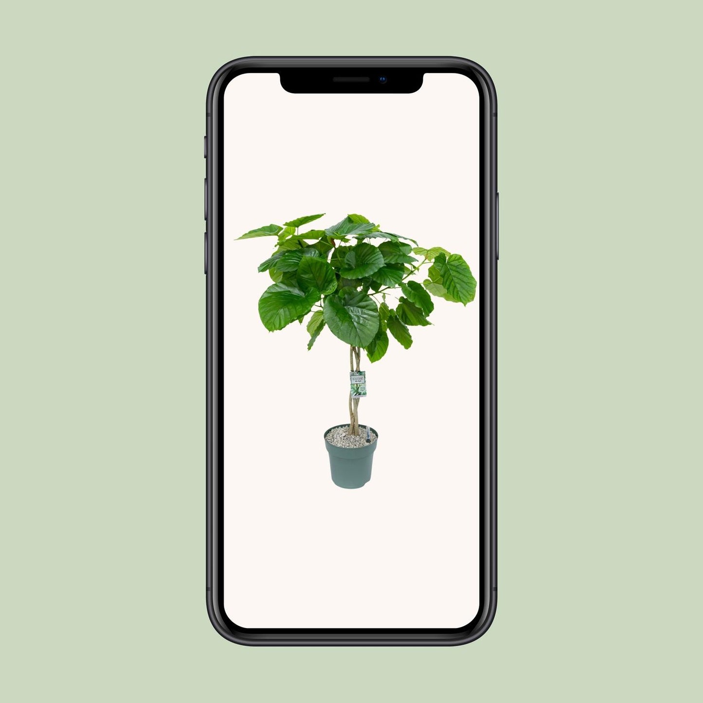 Ficus Umbellata Gevlochten – Ø27cm Topf, ca. 120cm hoch