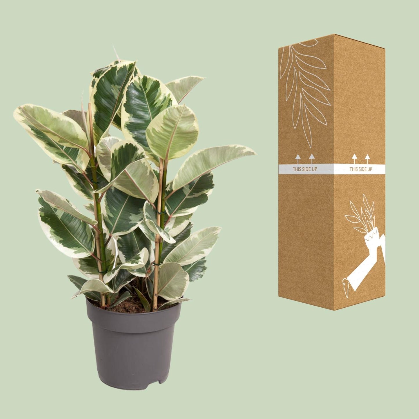 Ficus Elastica Tineke – Eleganter Gummibaum Ø27cm, 100cm hoch
