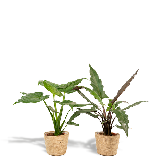 Alocasia Cucullata & Lauterbachiana im Korb Ø19cm