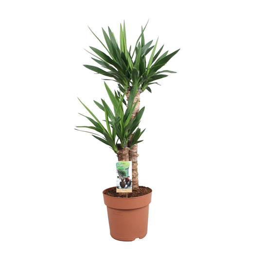 Yucca Elephantipes Ø21cm – Elegante & pflegeleichte Zimmerpflanze