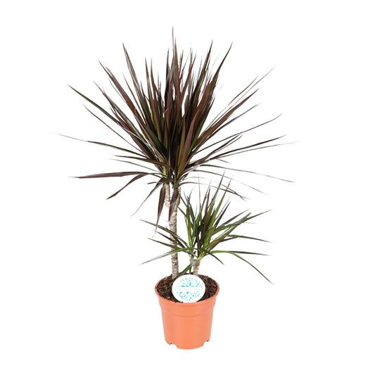 Dracaena Magenta – Stilvoller Drachenbaum Ø17cm, 70cm hoch