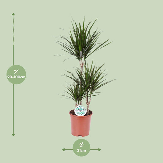 Dracaena Marginata – Pflegeleichter Drachenbaum Ø21cm, 95cm hoch