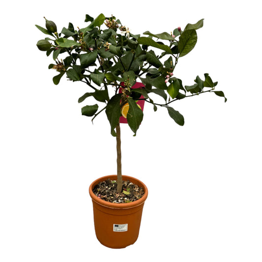 Citrus Lemon Calamondin – 80 cm, Ø 22 cm, pflegeleicht