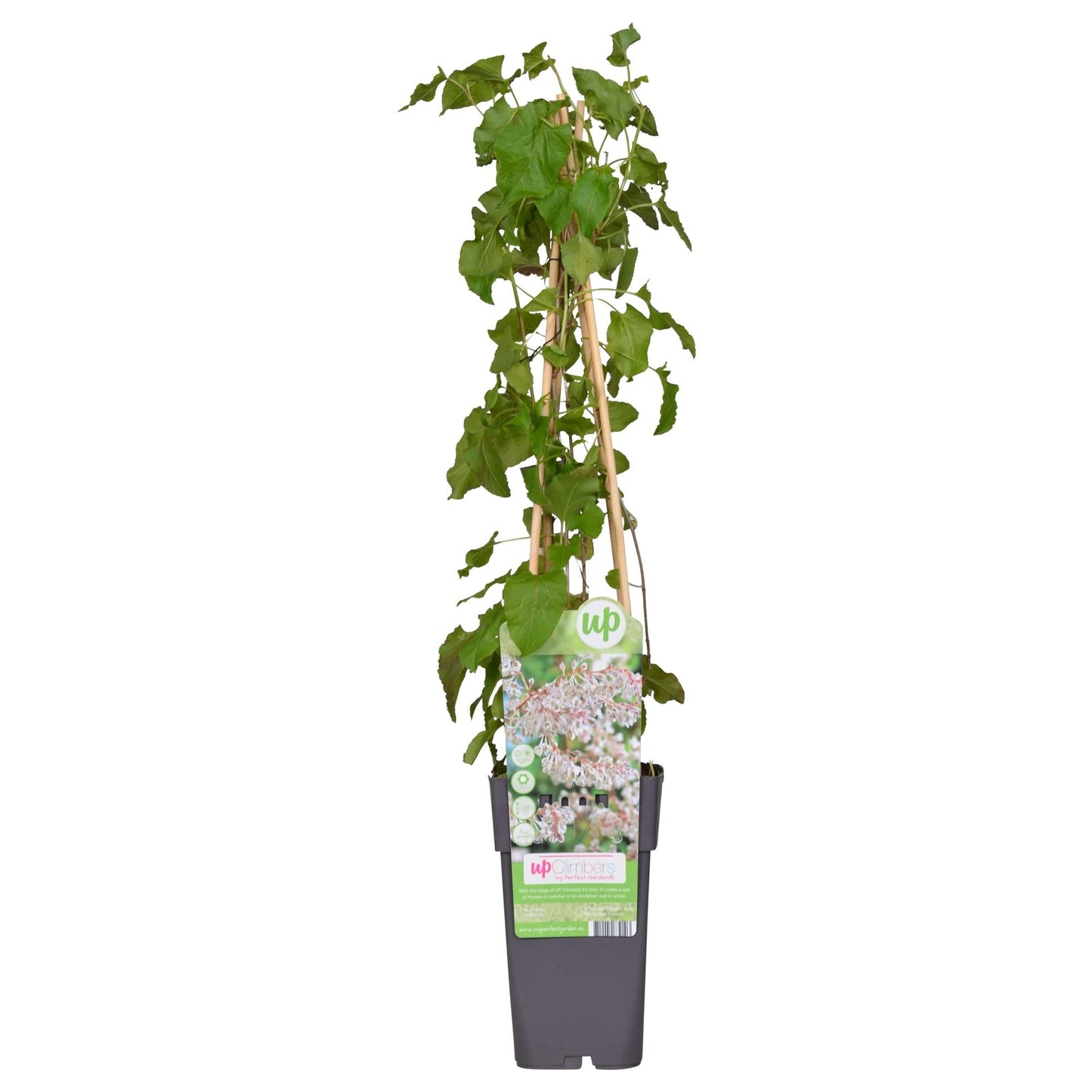 Fallopia baldschuanica – Brautschleier Kletterpflanze Ø15cm, ca. 65cm hoch
