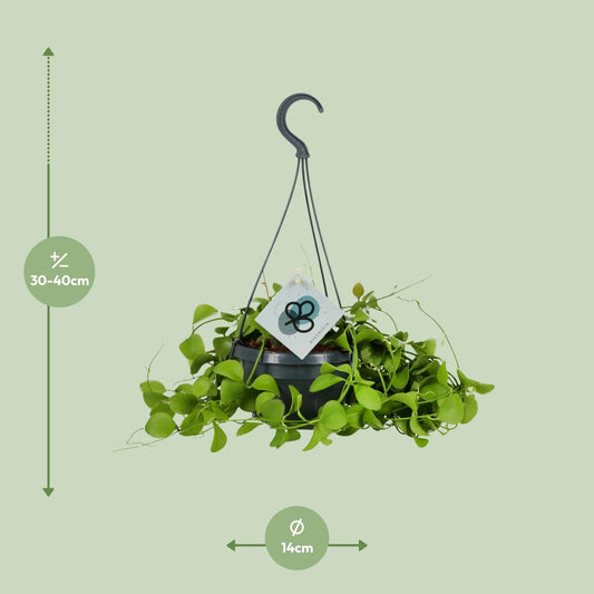 Dischidia Imbricata – Pflegeleichte Kidney-Pflanze Ø14 cm, 40 cm hoch