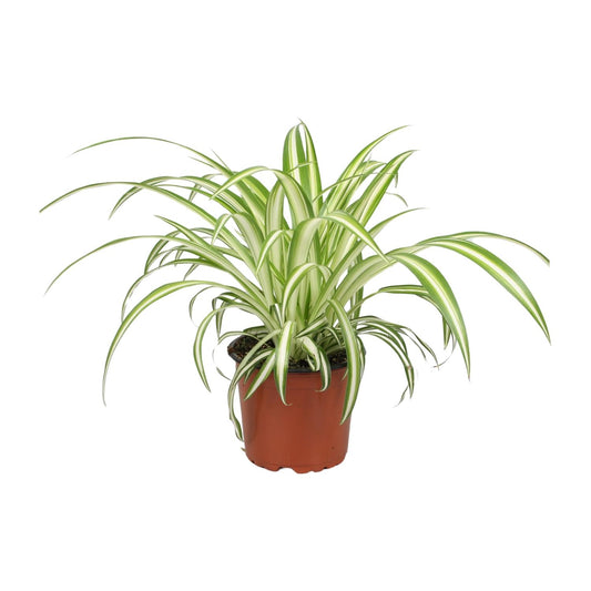 Chlorophytum Spider-Pflanze Ø12cm, 25cm hoch