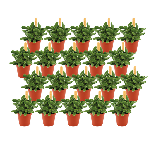 Crassula Stretto – 20er Set pflegeleichte Sukkulenten Ø5,5cm
