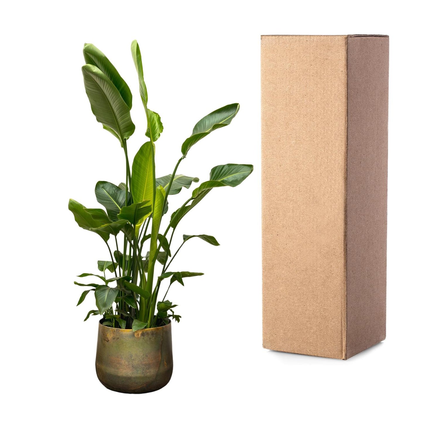 Strelitzia Nicolai de luxe XXL – Weiße Paradiesvogelpalme 250cm