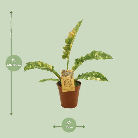 Philodendron Ring Of Fire – pflegeleichte XXL-Zimmerpflanze Ø15cm