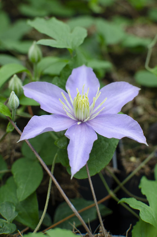 Clematis Justa – Blühende Kletterpflanze Ø15cm, 65cm hoch