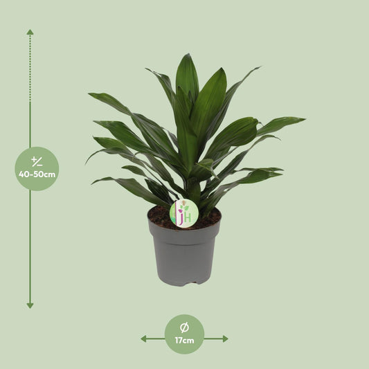 Dracaena Fragrans Grün – Pflegeleichte Zimmerpflanze Ø17cm