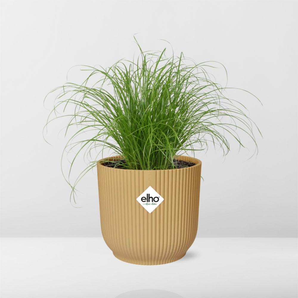 Cyperus alternifolius Zumula – Schirmpflanze in ELHO Vibes Fold 14cm Gelb