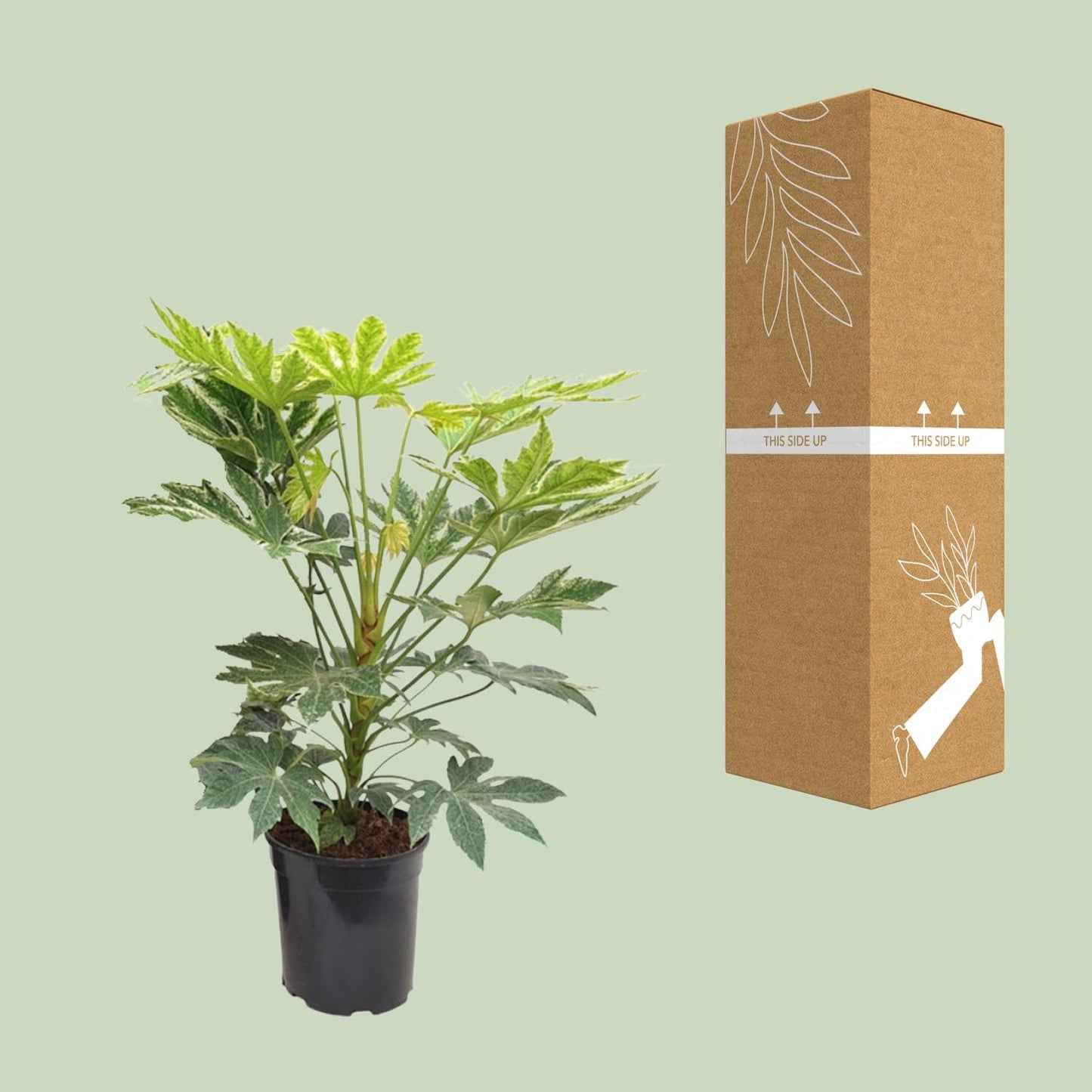 Fatsia Japonica – Pflegeleichte Zimmerpflanze mit Charakter