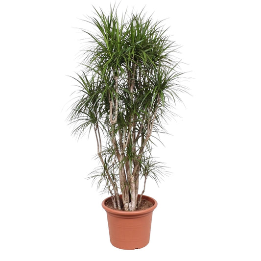 Dracaena Marginata verzweigt – 220 cm, ø40 cm – Exotische XXL Zimmerpflanze