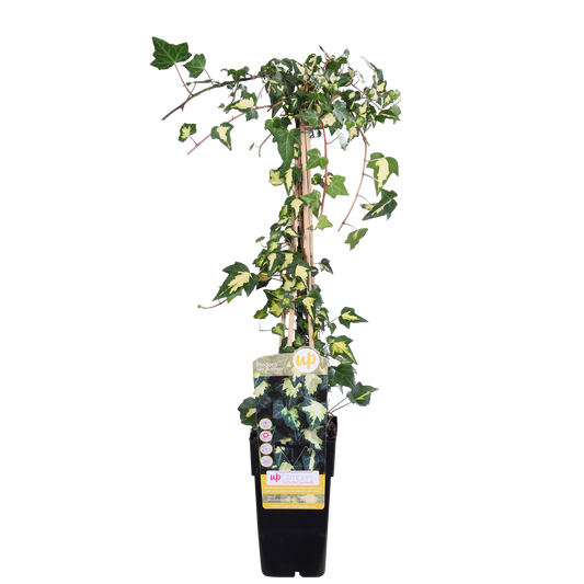 Hedera colchica 'Dentata Variegata' – pflegeleichte Efeutute Ø15cm