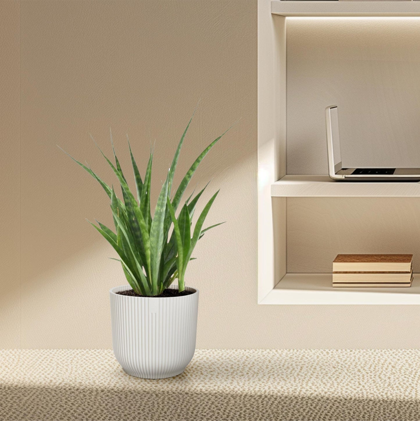 Sansevieria kirkii 'Friends' – Pflegeleichter Bogenhanf 38 cm