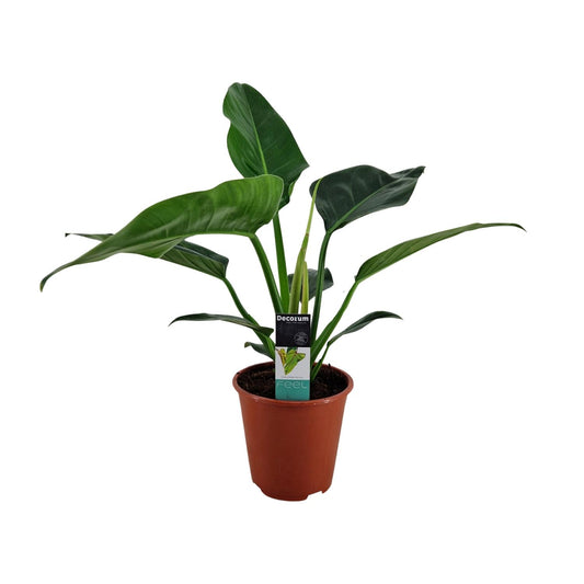 Philodendron Congo Millions Ø19cm – Pflegeleichte Zimmerpflanze
