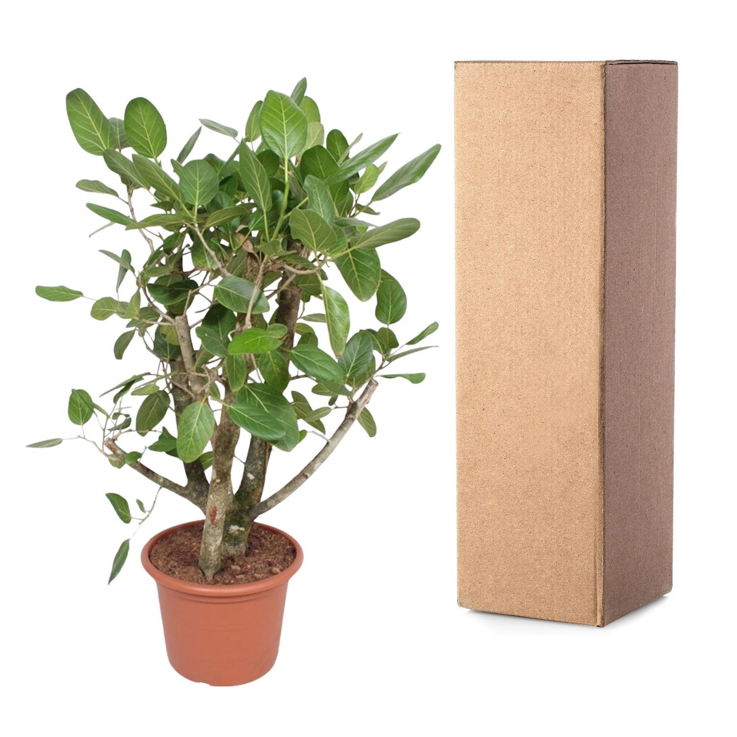 Ficus Benghalensis vertakt – 140 cm, ø 40 cm – pflegeleicht & elegant