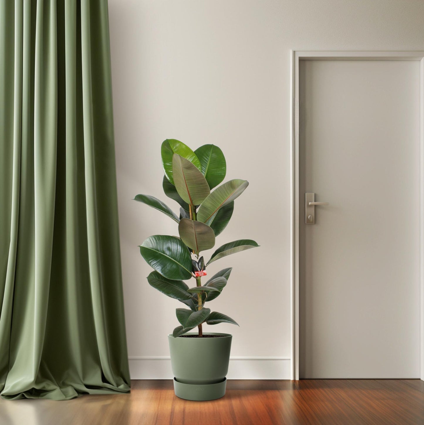 Ficus Elastica Robusta 21 cm – Pflegeleichte Zimmerpflanze