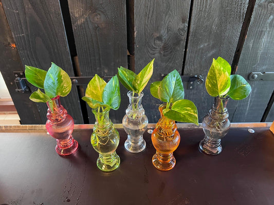 Zimmerpflanzen Mix in Venice Glas – 6er Set Ø7cm